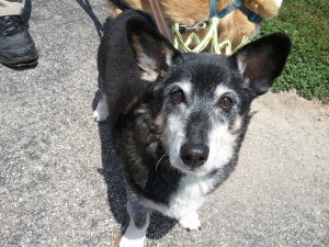 Issac March 1994 - Oct 24, 2013 19 years 7 mos. Adopted from Faery Tail Corgi Rescue Ornery, energetic, smart, people centric, pizza lover