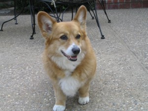 Cary Jackson - Jan 19, 2002 - Jul 2, 2014 "We loved him so much and will sadly miss him. Thank you for finding him for us—he was a joy in our lives."