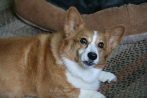 Hanna Douglas "In memory of our Hanna who had to be put down 7-30-2014 at the age of almost 12 1/2 years from the effects of Canine degenerative myelopathy. She leaves a much bigger hole in my life than the space she filled---As with all our babies, she will be very much missed as she was not so much a dog as she was a large sweet lump of sugar."